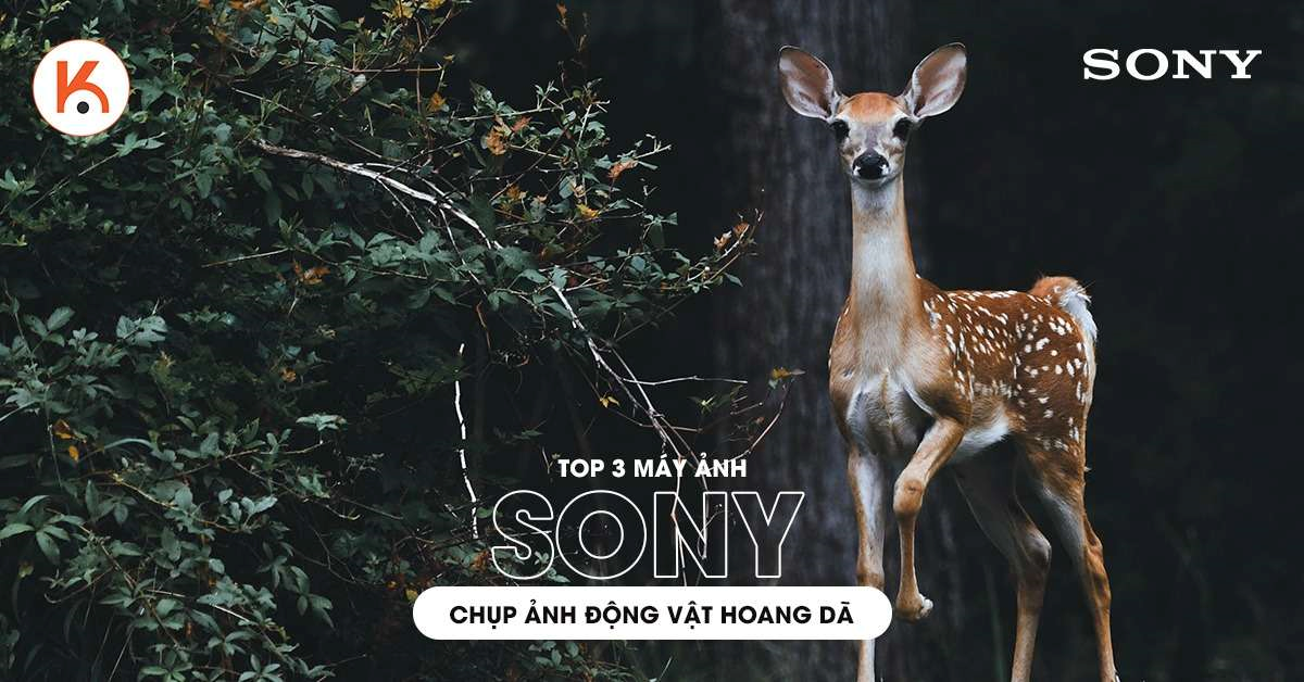 Top 3 máy ảnh Sony chụp động vật hoang dã bạn không nên b?l? title=