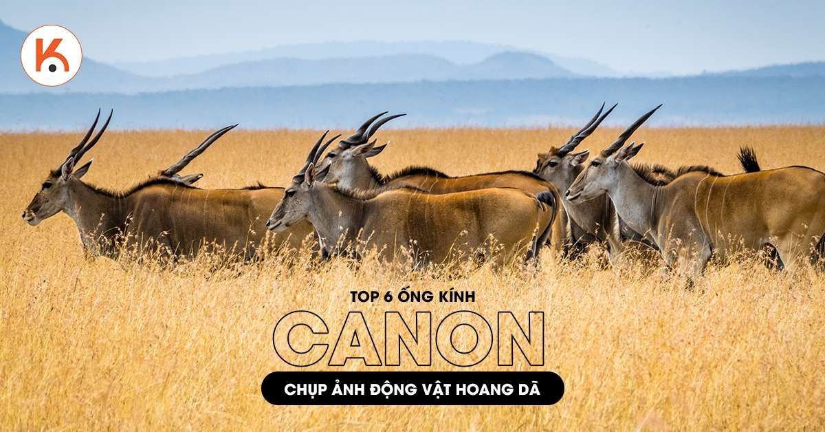 6 ống kính Canon chụp động vật hoang dã chất lượng nhất hiện nay