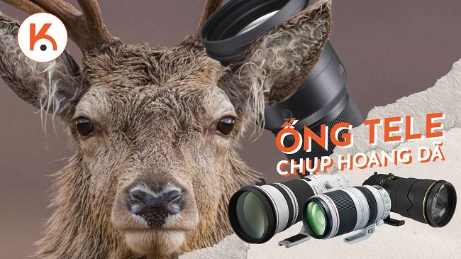Ống kính tele tốt nhất cho nhiếp ảnh gia động vật hoang dã