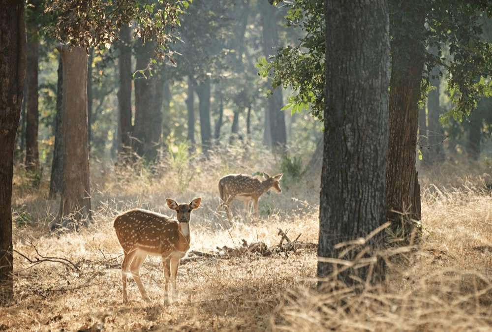 Xem ngay 9 ống kính cho Fujifilm GFX 50S II tốt nhất hiện nay