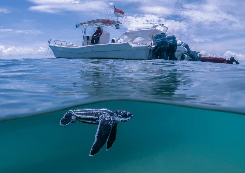 Điểm danh những dòng máy ảnh chụp dưới nước tốt nhất hiện nay