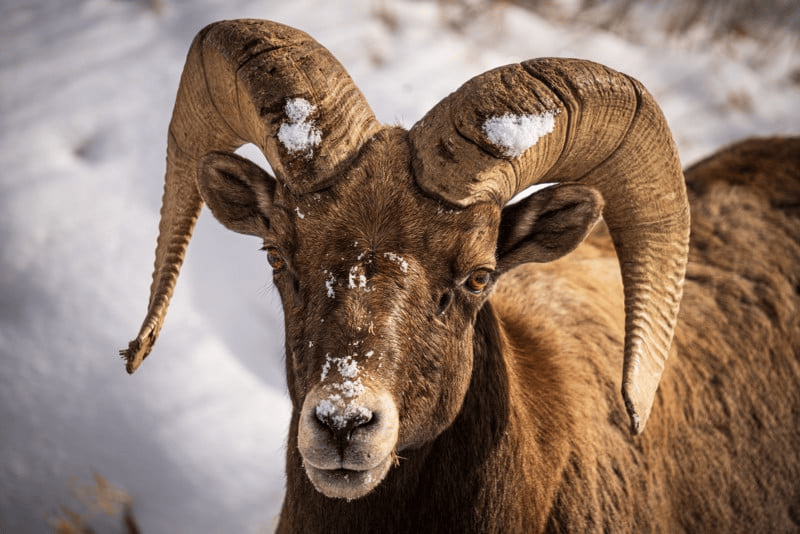 Sigma ra mắt ống kính Sigma 60-600mm F4.5-6.3 DG DN OS Sports đầu tiên trên thế giới