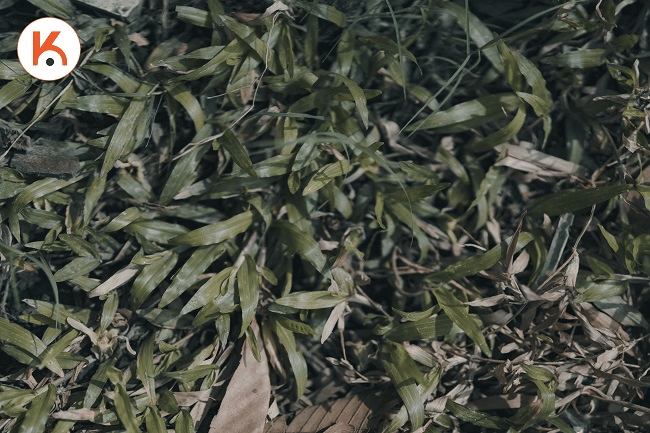 Ống kính Sony FE 50mm F1.4 GM -9