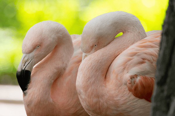 6 ống kính Canon chụp động vật hoang dã chất lượng nhất hiện nay