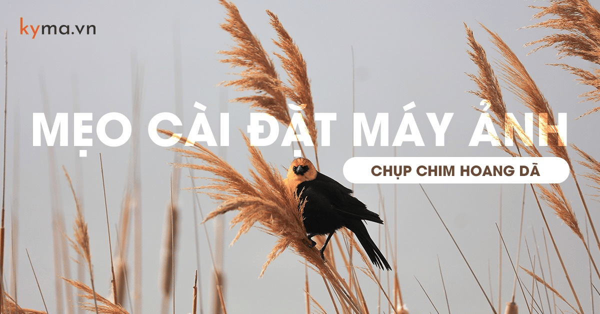 Mẹo thiết lập máy ảnh để chụp chim hoang dã