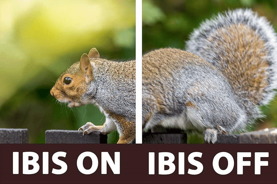 Canon R8 vs Canon R6 Mark II: IBIS đáng giá bao nhiêu?