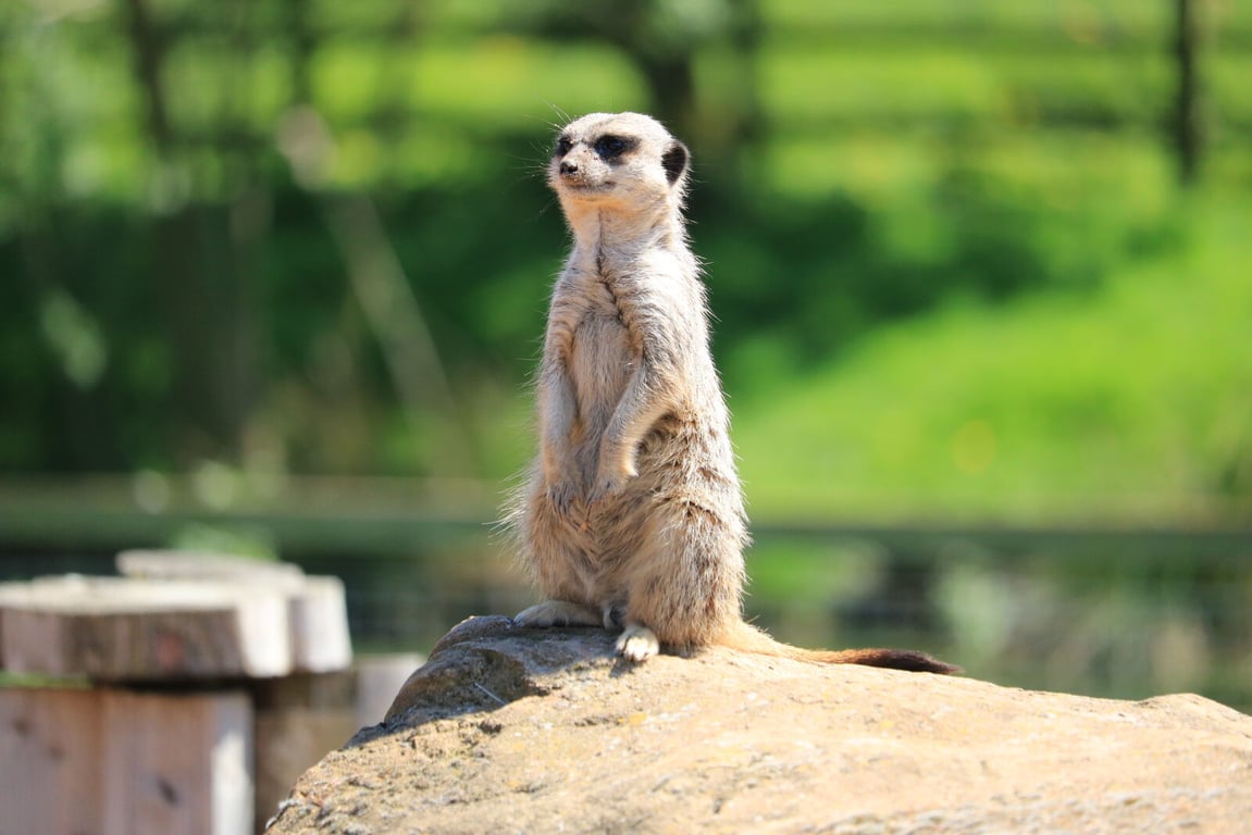  6 ống kính Canon chụp động vật hoang dã chất lượng nhất hiện nay