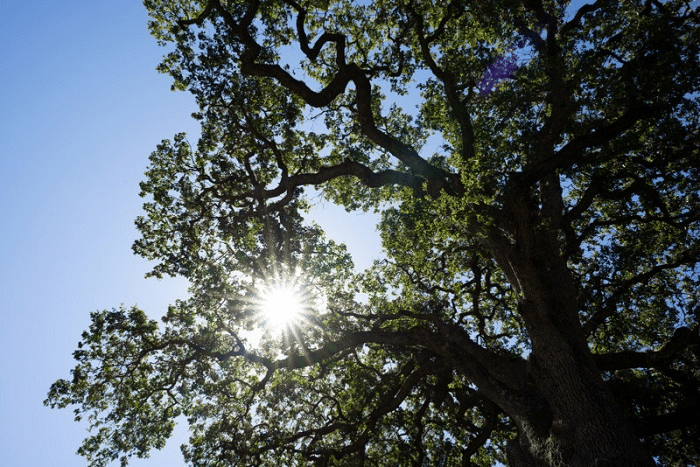 Đánh giá ban đầu về bộ đôi lens Sigma 20mm và 24mm f / 1.4 DG DN