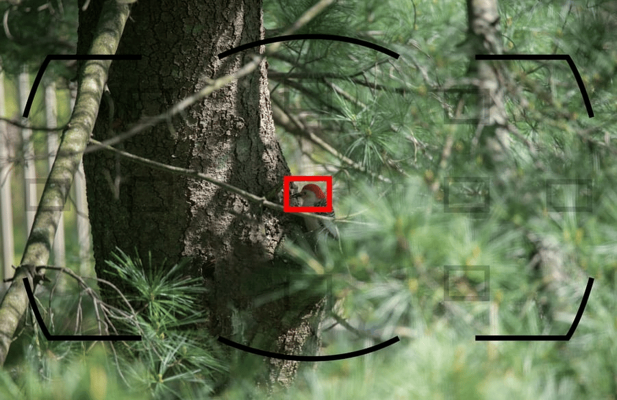 Mẹo thiết lập máy ảnh để chụp chim hoang dã