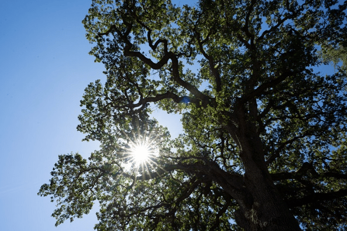 Đánh giá ban đầu về bộ đôi lens Sigma 20mm và 24mm f / 1.4 DG DN