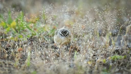 Mẹo thiết lập máy ảnh để chụp chim hoang dã