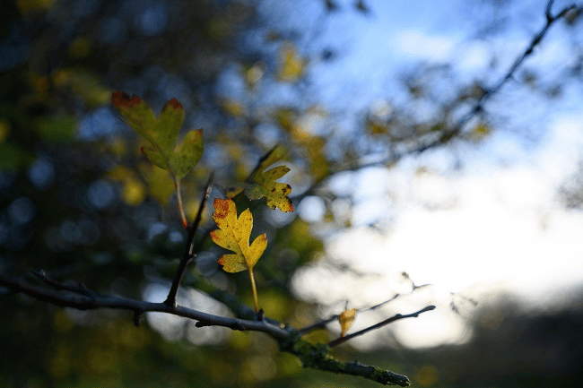 Danh sách ống kính tốt nhất cho Nikon Zf