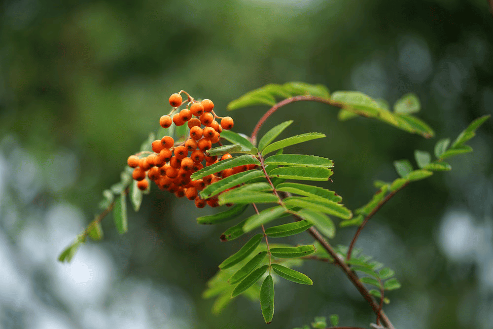 Top 10 ống kính chụp ảnh sản phẩm tốt nhất năm 2022