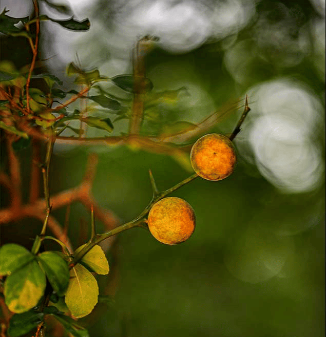 Bóc tách Sigma 85mm F1.4 DG DN Art: Lens Sigma chụp chân dung siêu nét