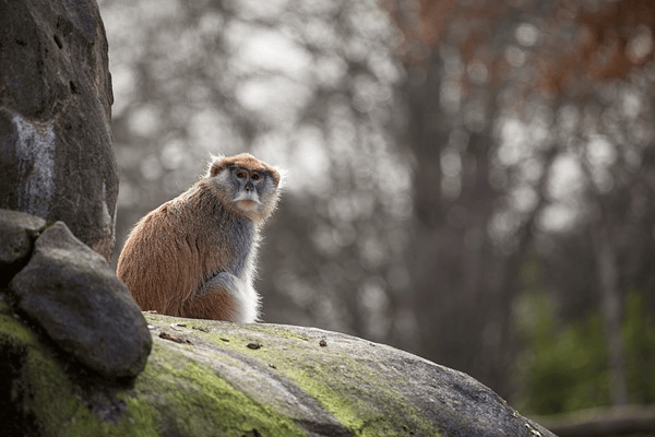 6 ống kính Canon chụp động vật hoang dã chất lượng nhất hiện nay