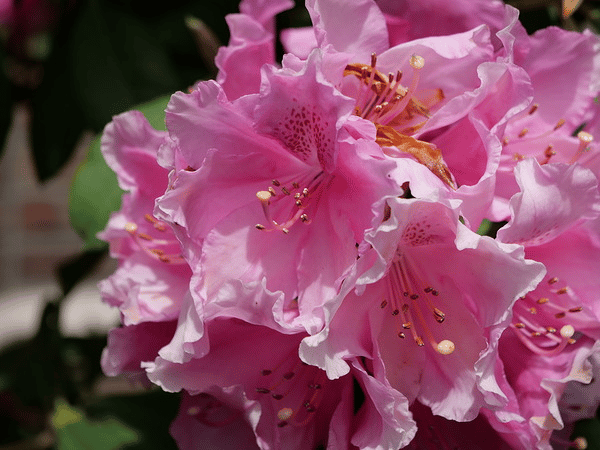 Panasonic ra mắt GH5 Mark II: Bản cập nhật thú vị khiến nó trở nên tuyệt vời hơn