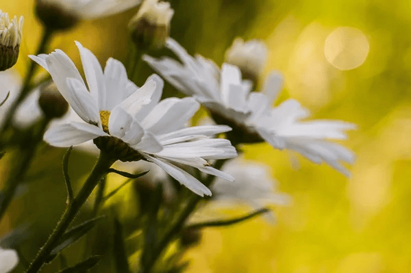 Làm chủ DOF trong nhiếp ảnh: Hướng dẫn toàn diện