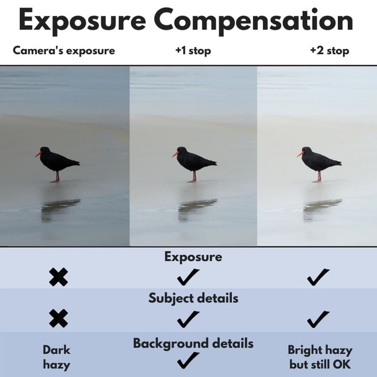 Mẹo thiết lập máy ảnh để chụp chim hoang dã