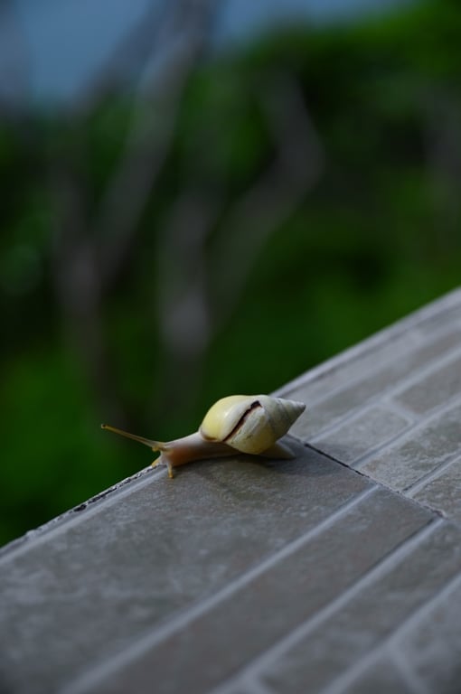 Trên tay Nikon Z6 II và Nikkor Z 24-70mm F2.8S kết hợp