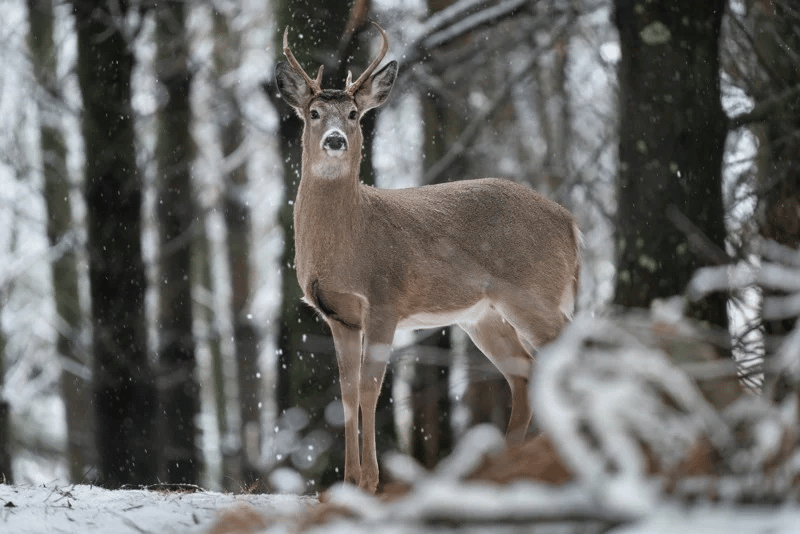 Sigma ra mắt ống kính Sigma 60-600mm F4.5-6.3 DG DN OS Sports đầu tiên trên thế giới