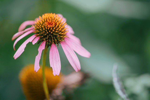  Xem ngay 9 ống kính cho Fujifilm GFX 50S II tốt nhất hiện nay