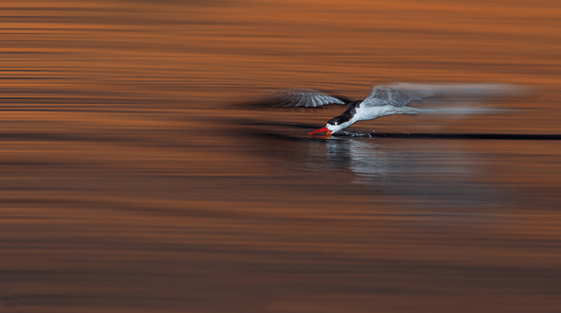 Mẹo chụp ảnh 'ảo diệu' với kỹ thuật Rear Curtain Flash