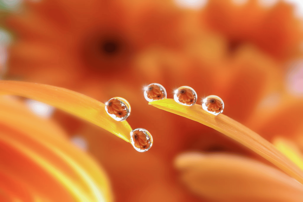Focus Peaking là gì? Focus Peaking được sử dụng như thế nào trong nhiếp ảnh? 6