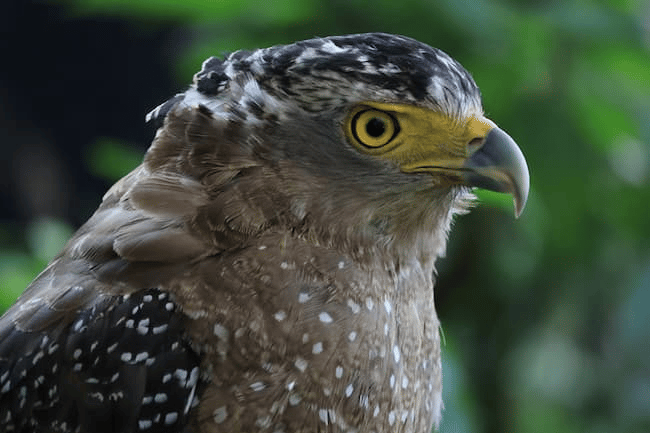 Canon R50: chụp động vật hoang dã