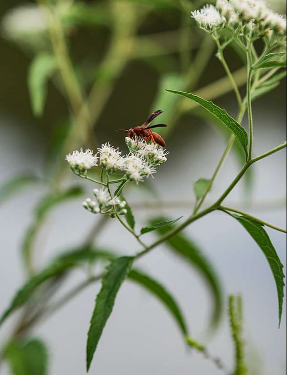Bóc tách Sigma 85mm F1.4 DG DN Art: Lens Sigma chụp chân dung siêu nét