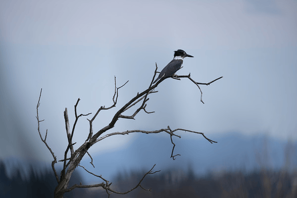 6 ống kính Canon chụp động vật hoang dã chất lượng nhất hiện nay