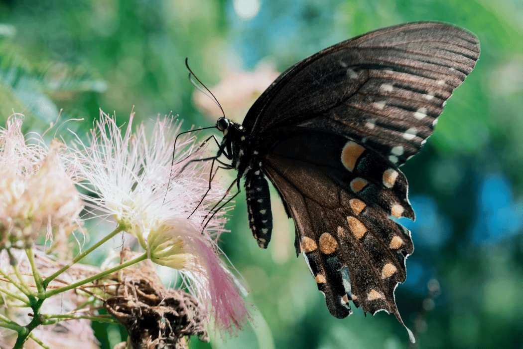 Danh sách ống kính tốt nhất cho Nikon Zf