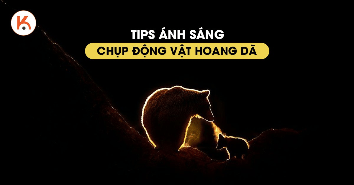 Hướng dẫn nhanh cách chọn ánh sáng chụp ảnh động vật hoang dã