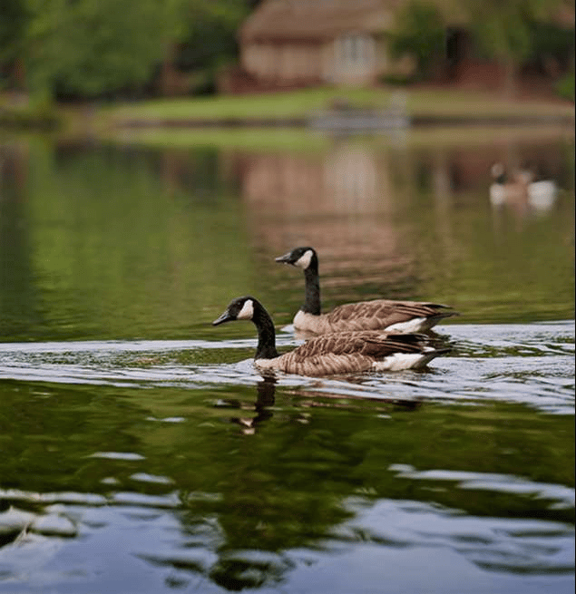 Bóc tách Sigma 85mm F1.4 DG DN Art: Lens Sigma chụp chân dung siêu nét