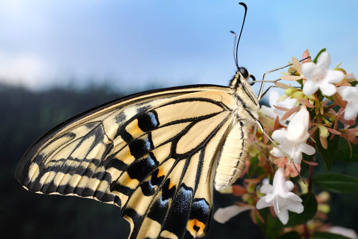 Fujifilm X-T5 và X-H2S: Đâu là máy ảnh "nhỉnh" hơn của Fujifilm?