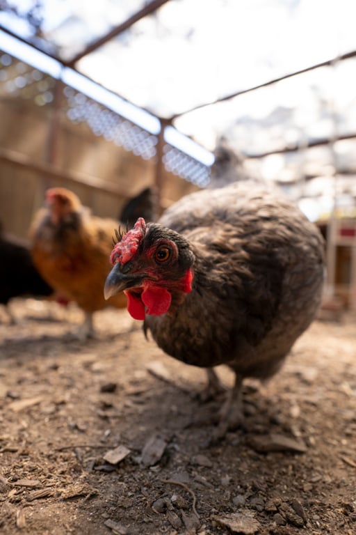 Đánh giá ban đầu về bộ đôi lens Sigma 20mm và 24mm f / 1.4 DG DN