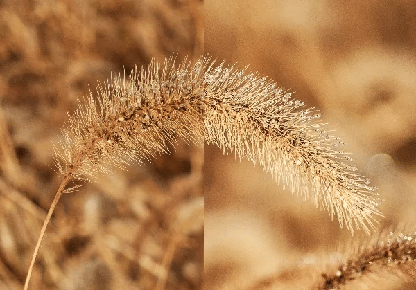 Làm chủ DOF trong nhiếp ảnh: Hướng dẫn toàn diện