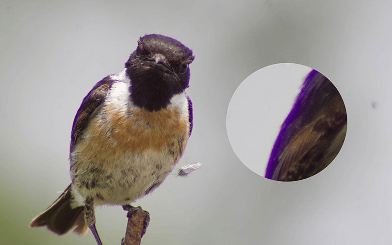 Tìm hiểu về quang sai màu và cách khắc phục nó trong nhiếp ảnh