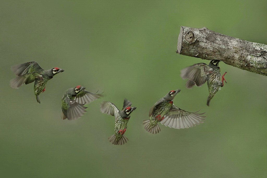 Mẹo thiết lập máy ảnh để chụp chim hoang dã