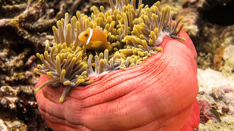 Điểm danh những dòng máy ảnh chụp dưới nước tốt nhất hiện nay