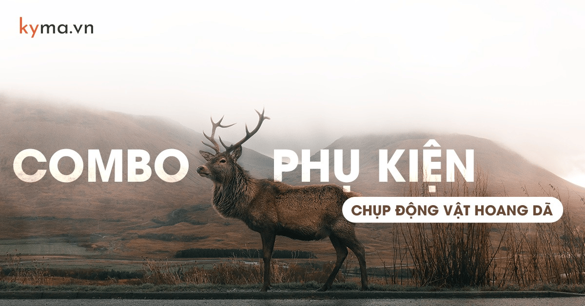 Combo phụ kiện cần thiết khi chụp ảnh động vật hoang dã