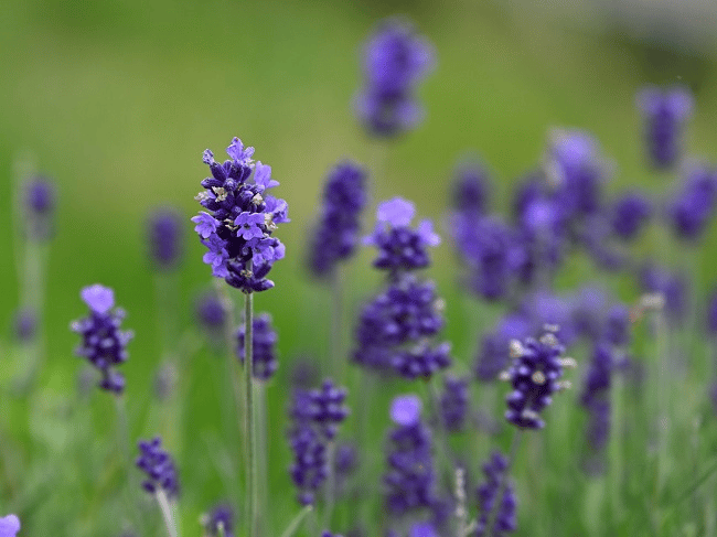 Danh sách ống kính tốt nhất cho Nikon Zf