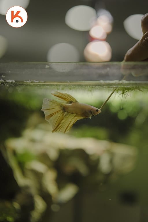 Ống kính Sony FE 50mm F1.4 GM -7