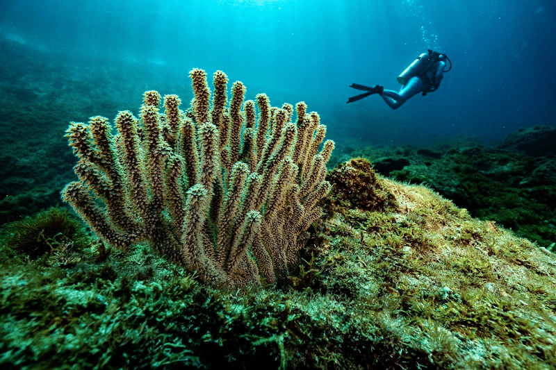 Điểm danh những dòng máy ảnh chụp dưới nước tốt nhất hiện nay