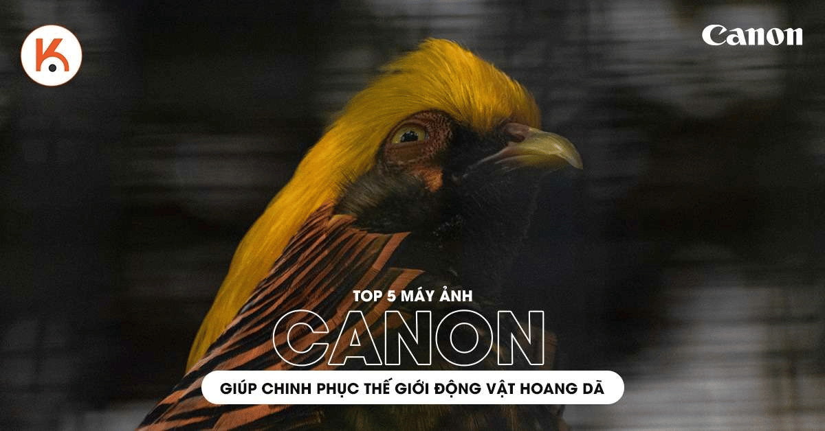 Liệt kê 5 máy ảnh Canon chinh phục thế giới động vật hoang dã