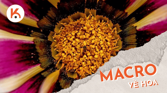 Cách chụp ảnh macro rực rỡ, sắc nét về hoa