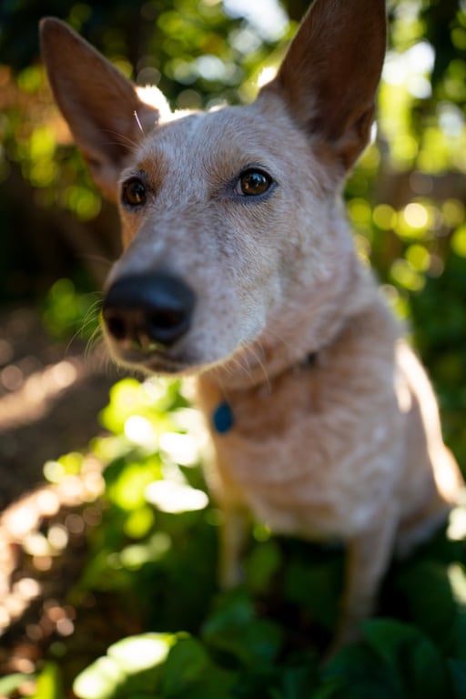 Đánh giá ban đầu về bộ đôi lens Sigma 20mm và 24mm f / 1.4 DG DN