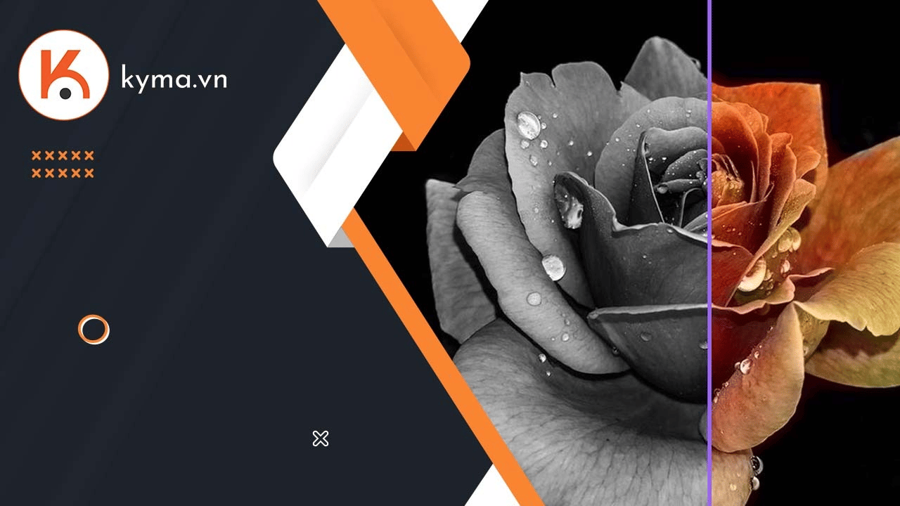 Độ tương phản là gì? 4 kiểu tương phản trong nhiếp ảnh và cách sử dụng chúng