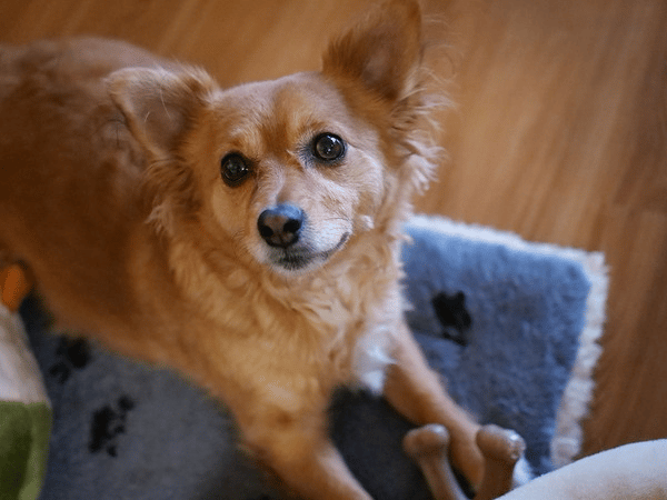 Panasonic ra mắt GH5 Mark II: Bản cập nhật thú vị khiến nó trở nên tuyệt vời hơn