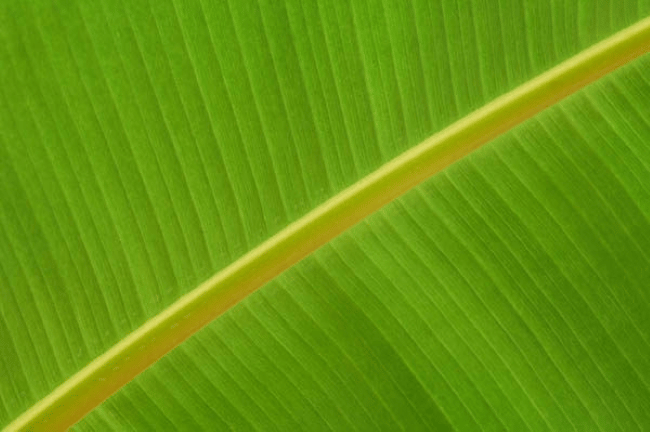 Tạo hình và ý nghĩa của hoa văn trong nhiếp ảnh