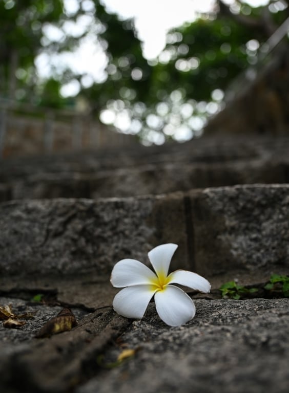 Trên tay Nikon Z6 II và Nikkor Z 24-70mm F2.8S kết hợp